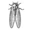 Cicadidae insect sketch vector illustration
