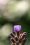 Cicerbita alpina flower growing in mountains, close up