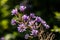 Cicerbita alpina flower growing in mountains, close up