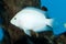 Cichlasoma Albino Convict Cichlid in Aquarium