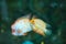 Cichlasoma citrinellum, Lemon Cichlasoma Lemon Cichlasoma in the aquarium - a bright tropical fish