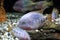 Cichlasoma salvini fish
