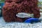 Cichlid or Cichlidae blue tropical fish in aquarium. African Cichlid endemic to Malawi in blue tropical fish Cichlidae family.