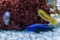 Cichlid or Cichlidae blue tropical fish in aquarium. African Cichlid endemic to Malawi in blue tropical fish Cichlidae family. Col