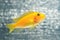 Cichlid fish