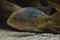 Cichlid fish