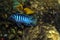 Cichlid fish in aquarium