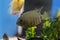 Cichlid fish heros severus swimming in tropical aquarium.