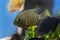 Cichlid fish heros severus swimming in tropical aquarium.