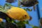 Cichlid fish heros severus swimming in tropical aquarium.