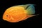 Cichlid fish Heros sp. on a black background