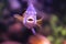 Cichlid fish swimming in the aquarium water