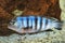 Cichlid fish underwater