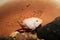 Cichlid guards a caviars in the aquarium