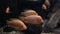 Cichlid, Tropical fish yellow Cichlid,