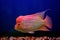 Cichlids Fish in the aquarium