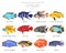 Cichlids fish. Freshwater aquarium fish icon set flat style isolated on white