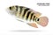 Cichlids fish isolated on white background. Yellow color and stripe. Clipping path