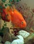 Cichlids, Parrot fish