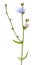 Cichorium flower isolated