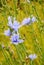 Cichorium flower on meadow