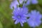 Cichorium intybus chicory blue flowering flowers, common blue daisy dandelion in bloom, wild plant