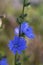 Cichorium intybus chicory blue flowering flowers, common blue daisy dandelion in bloom, wild plant