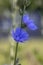 Cichorium intybus chicory blue flowering flowers, common blue daisy dandelion in bloom, wild plant