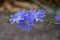Cichorium intybus chicory blue flowering flowers on green stem, common blue daisy dandelion in bloom, wild plant