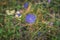 Cichorium intybus chicory blue flowering flowers on green stem, common blue daisy dandelion in bloom, wild plant