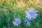 Cichorium intybus chicory blue flowering flowers on green stem, common blue daisy dandelion in bloom, wild plant