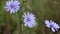 Cichorium intybus Common chicory blue wild flower in nature