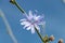 Cichorium intybus, Common chicory is a somewhat woody, perennial herbaceous plant of the dandelion family Asteraceae, usually with