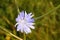 Cichorium intybus medicinal wildflower