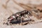 Cicindela beetle