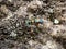 Cicindela chinensis japonica tiger beetle on stone hillside 1