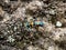 Cicindela chinensis japonica tiger beetle on stone hillside 2