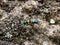 Cicindela chinensis japonica tiger beetle on stone hillside 3
