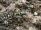 Cicindela chinensis japonica tiger beetle on stone hillside 4