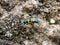 Cicindela chinensis japonica tiger beetle on stone hillside 5