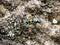 Cicindela chinensis japonica tiger beetle on stone hillside 6