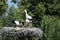 Ciconia ciconia, Oriental White Stork.