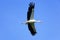 Ciconia ciconia, Oriental White Stork.
