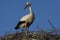 Ciconia ciconia - white Stork