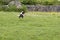 Ciconia ciconia, white stork landing on field