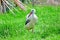 Ciconia Ciconia White Stork Stock Photo