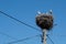 Ciconia ciconia white storks parent and chicken on their nest against clear blue sky