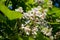 Cigar tree (Catalpa bignonioides) flower