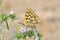 Cigaritis maxima butterfly nectar suckling on flower , butterflies of Iran