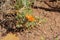 Cigaritis maxima butterfly sitting on plant  , butterflies of Iran